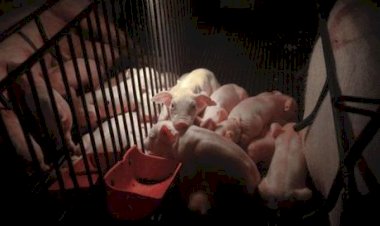 Suíno: Queda de preços e competitividade