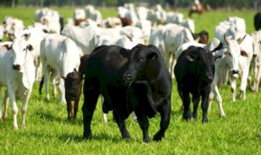 Evento transforma Brasil no centro global da raça Brangus