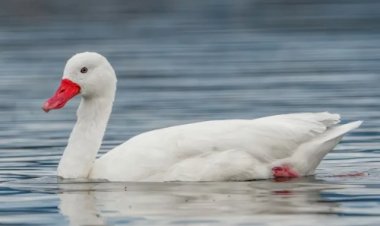 Rio Grande do Sul confirma foco de gripe aviária em aves silvestres na Reserva do Taim