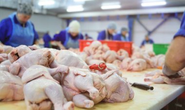 Carne de frango: empresas e governo do Brasil atuam para garantir que entregas cheguem aos portos árabes, afirma ABPA