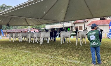 Nelore: Exponel Avaré é a primeira Exposição Ouro do ranking 2025/26