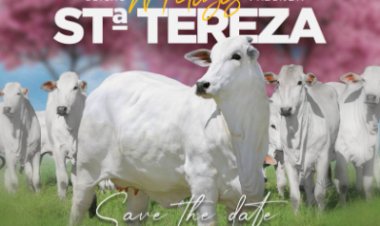 LEILÃO DE MATRIZES FAZENDA SANTA TEREZA