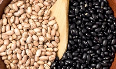 Mercado de feijão inicia março em ritmo mais lento