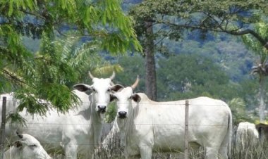 Abates de bovinos em unidades com SIF recuam quase 10% em fev/26