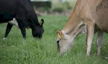 Pesquisa mostra que dieta das vacas e estágio da lactação influenciam o sabor do leite