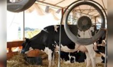 Pecuária leiteira tem atualizações nos valores de indenizações sanitárias no RS