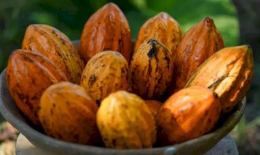 Governo encurta prazo para importação de cacau via drawback