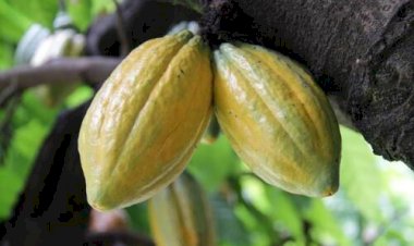 Indústria alerta para risco bilionário ao cacau brasileiro