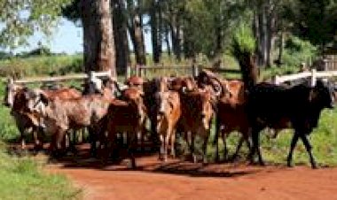 Tradicional Leilão Gir Leiteiro da Epamig já tem data definida