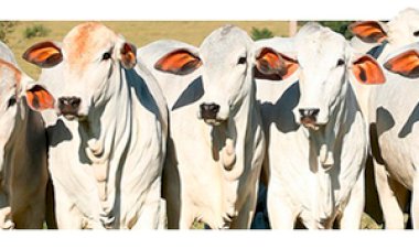 Novilhas ganham mais peso nos ganchos dos frigoríficos, marcando uma mudança de padrão no País