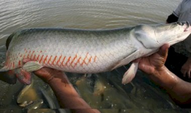 Ibama classifica pirarucu como invasor e acende alerta na piscicultura