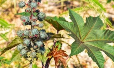 Cultura esquecida volta com força e chama atenção