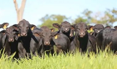 Mapa institui Grupo de Trabalho para fortalecer sustentabilidade na cadeia da carne bovina