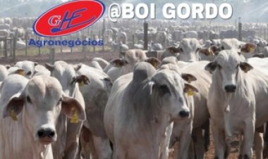 Cotações do boi gordo – 24/3/26