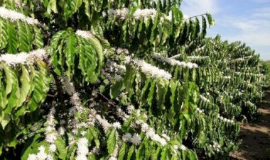 Diesel em alta preocupa cafeicultores