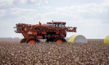 Preços do algodão seguem firmes com exportação aquecida