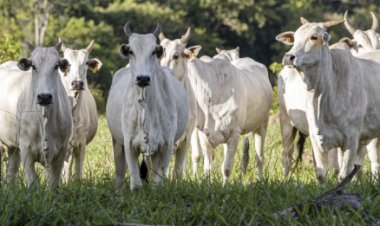 Cotações Agropecuárias