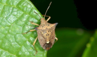Percevejo-marrom ameaça lavouras de soja