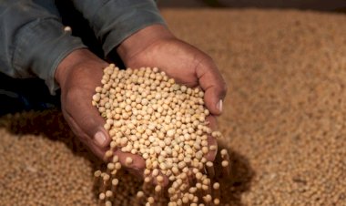 Soja sobe em Chicago após USDA indicar área abaixo do esperado nos EUA