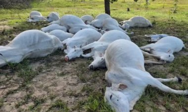 Temporal causa descarga elétrica e mata 16 cabeças de gado em Lizarda