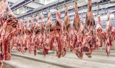 Volume exportado de carne bovina cresce quase 20% no 1º trimestre e impulsiona alta de preços