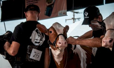 Inscrições para a Fenasul Expoleite vão até 30 de abril
