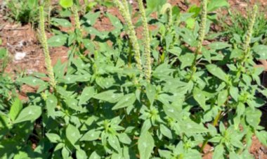 Caruru-gigante acende alerta no Sul e leva RS a iniciar força-tarefa