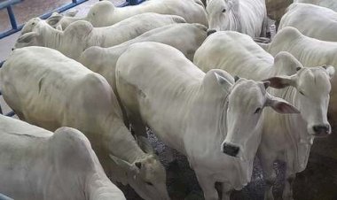 Rastreabilidade bovina ganha destaque na Agrotins 2026 e já é pilar na atuação da Novilho Precoce Tocantins