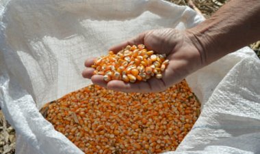 Milho: oferta aumenta, e Indicador ESALQ/BM&FBovespa recua em abril