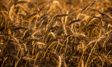 Trigo dispara e acende alerta de falta no Sul