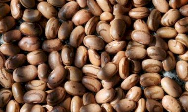 Lavouras de feijão têm desempenho irregular