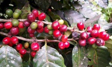 Café arábica segue com colheita lenta