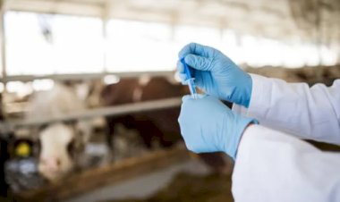 Governo proíbe antimicrobianos usados para crescimento animal