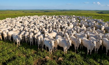 MT: campanha de atualização de estoque de rebanhos começa sexta-feira, 1º de maio