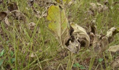 RS finaliza monitoramento da ferrugem da soja