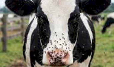 Moscas, estresse e perda de leite: o que o agrupamento de vacas revela