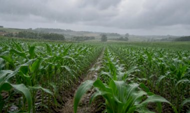 Curiosidades sobre a chuva ácida