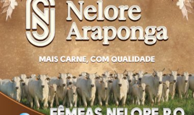 14º LEILÃO VIRTUAL ARAPONGA