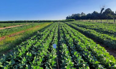 Pesquisa aponta a estruvita como alternativa nacional para fertilizantes fosfatados