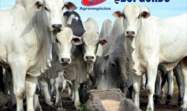 Resultados de pesquisa demonstram redução de metano em bovinos de corte