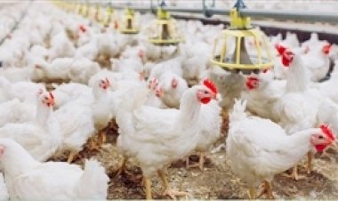 Indústria avícola mantém rígidos padrões de biosseguridade