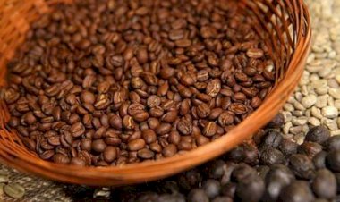 Safra de café segue em lentidão