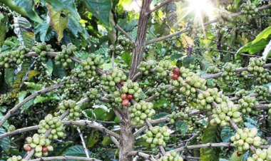 Chuvas preocupam colheita do café