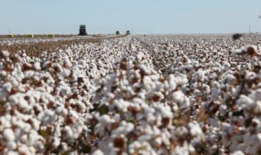 Dia do Jeans: por trás da peça mais democrática do mundo, um gigante do agro