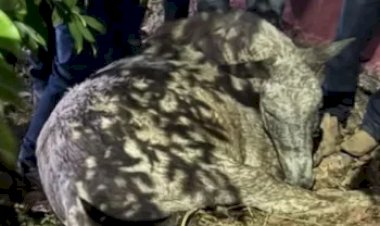 Morte de cavalo durante cavalgada em Novo Acordo gera debate sobre segurança e bem-estar animal