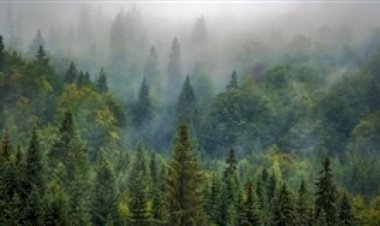 Carbono abre bilionária fonte de renda ao agro brasileiro