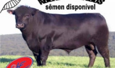 Cotações do boi gordo