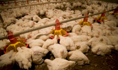 Novas regras ambientais ampliam exigências para avicultura no Paraná