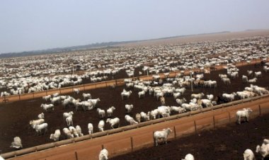 Animais terminados em sistemas intensivos somaram 11,2 milhões de cabeças em 2025, o maior volume da história