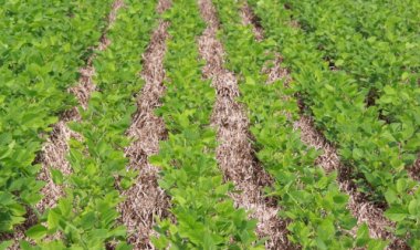 Produtores devem iniciar adesão ao ZarcNM com análise de solo